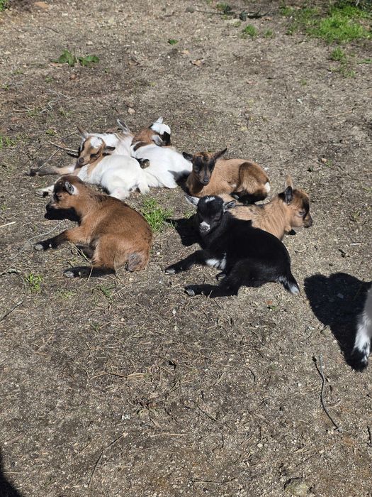 Cabras Anãs Machos e Fêmeas