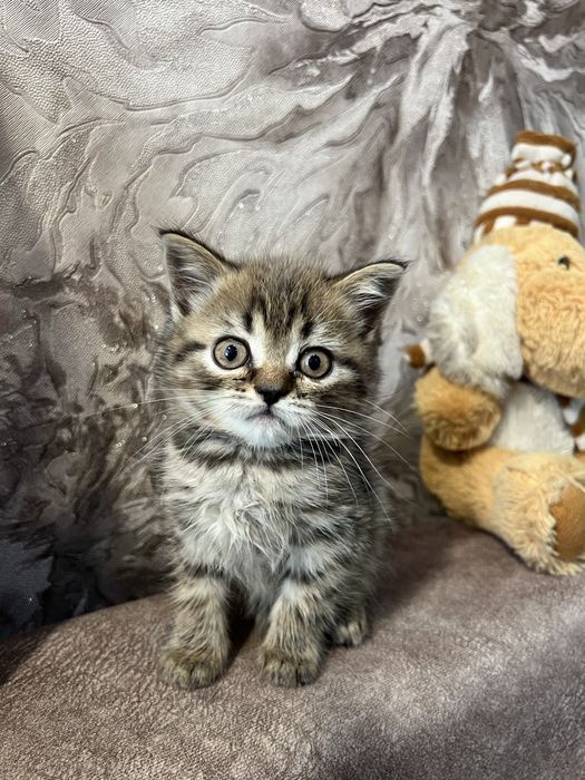Шотландський хлопчик скотіш страйт