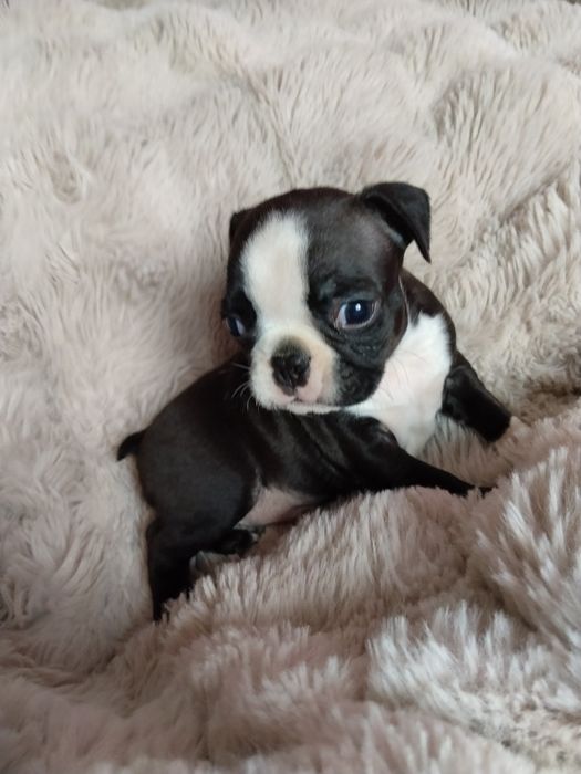 Boston terrier piesek