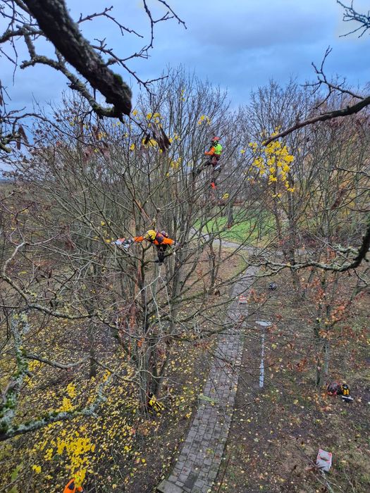 Wycinka Pielęgnacja drzew Arborystyka Zrębkowanie gałęzi. DN ARBO