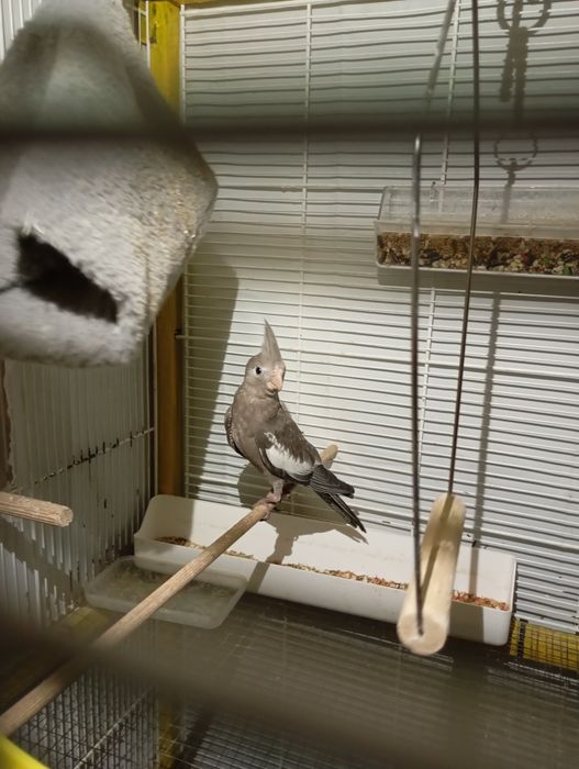 Kakarikis e caturras