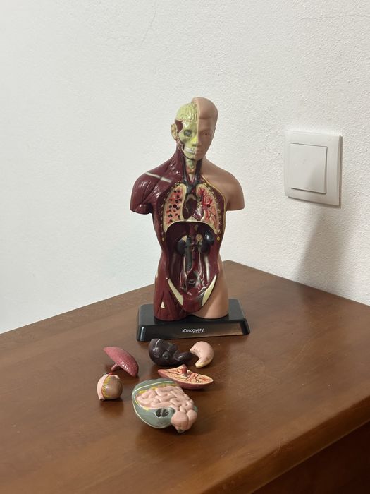 Figura Corpo humano Discovery Chanel