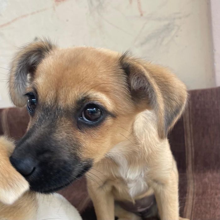 3 милих песика шукають люблячу сімʼю,лангідні,грайливі,невеликого розміру,1 хлопчик,2 дівчинки