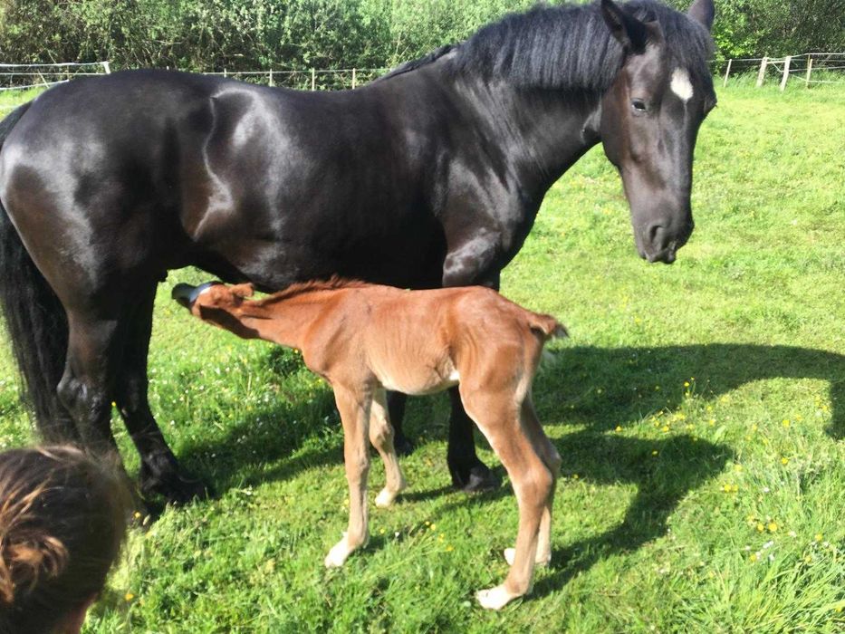 Niemiecki Koń Sportowy