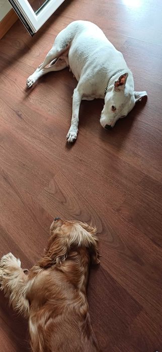 Hospedagem e pet sitting para cães pequenos, médios e grandes