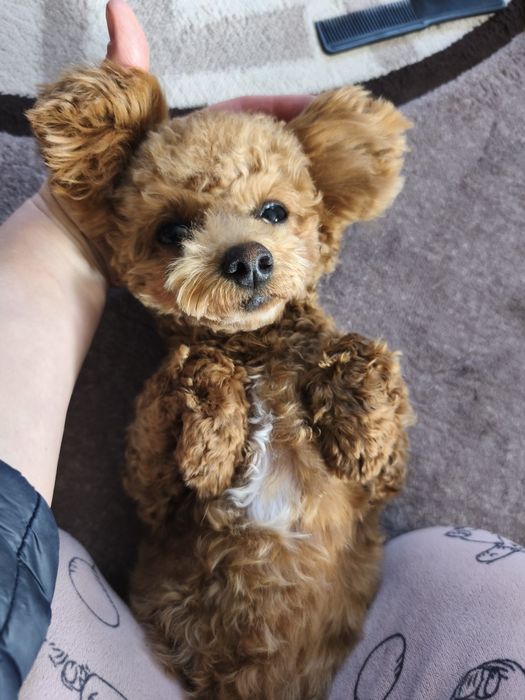 Дівчинка той пуделя 7,5 міс.