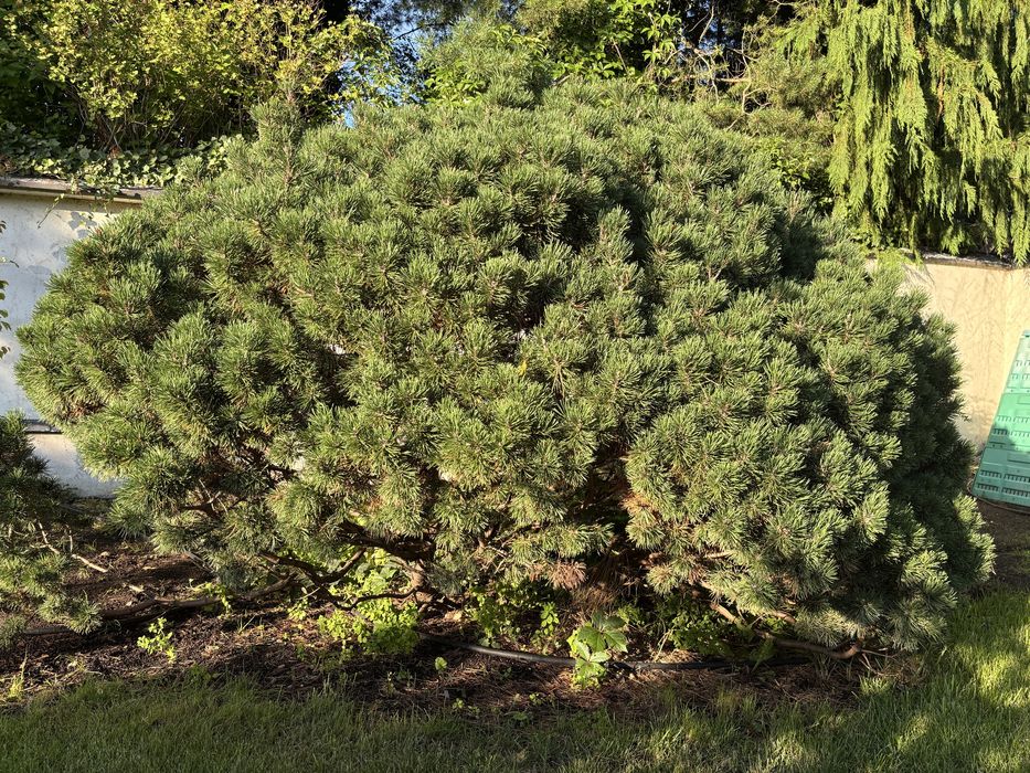 Dorodna Piękna Duża Kosodrzewina Sosna górska