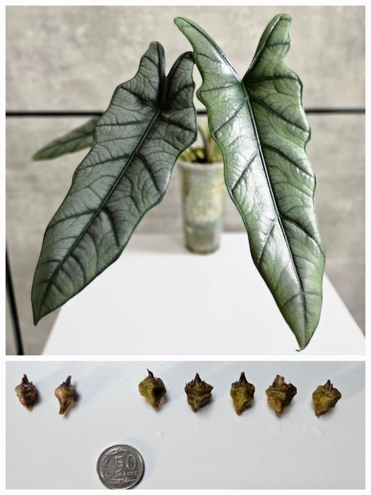 Bulwa Alokazja Heterophylla