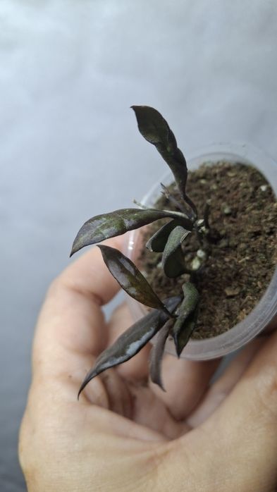 Дрібнолистні хойї  ,хойя ,hoya