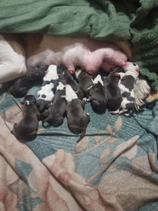 Продажа щенков стафордширский терьер