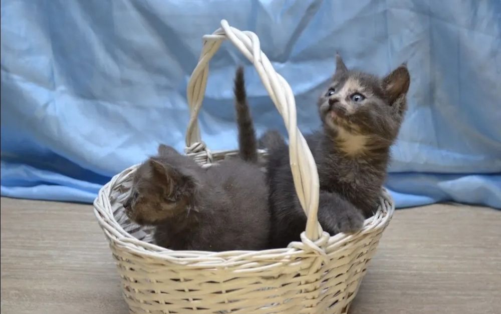 Отдам даром в добрые руки серых котят
