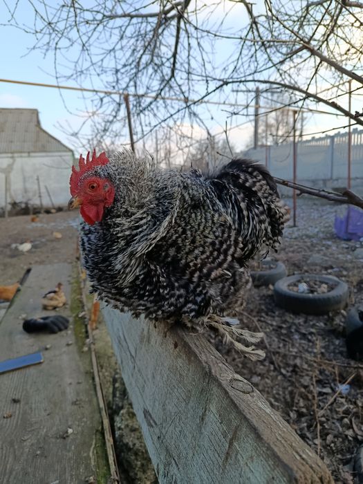 Инкубационное яйцо карликовый кокинхин