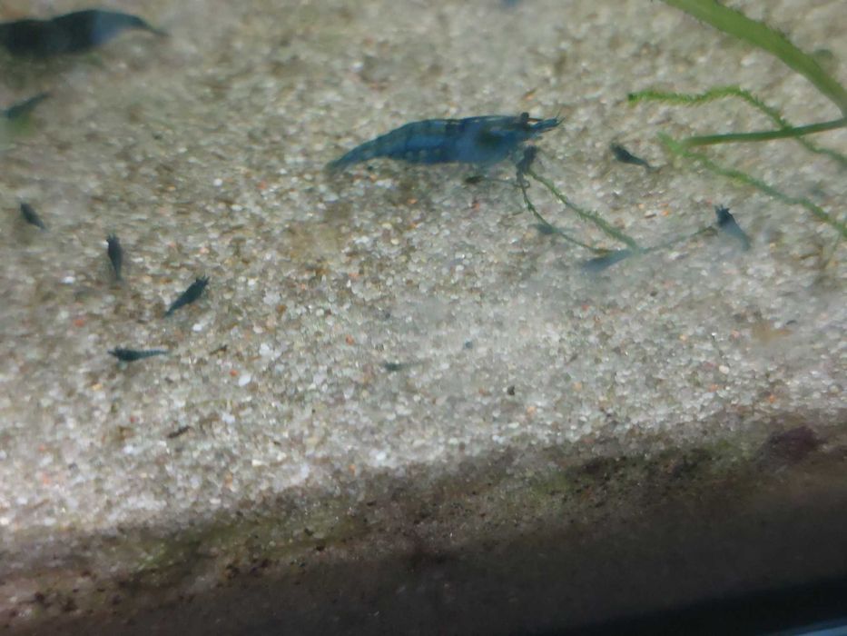 Krewetki blue velvet 5szt