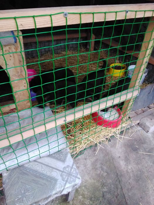 Продам щенков немецкой овчарки