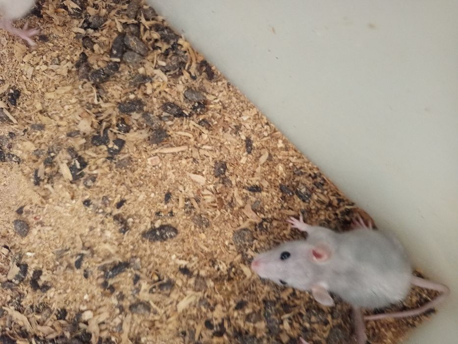 Продам крысы,мыши.