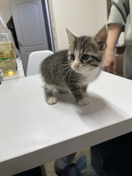 Котеннята грайливі ходять на лоток їдять звичайну їжу