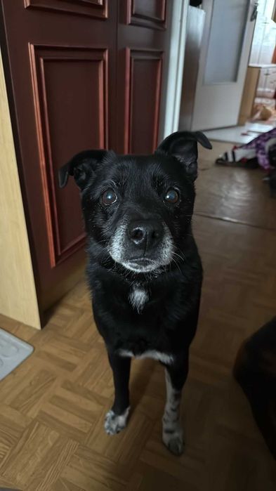 Pilnie szuka domu po 6 latach w schronisku