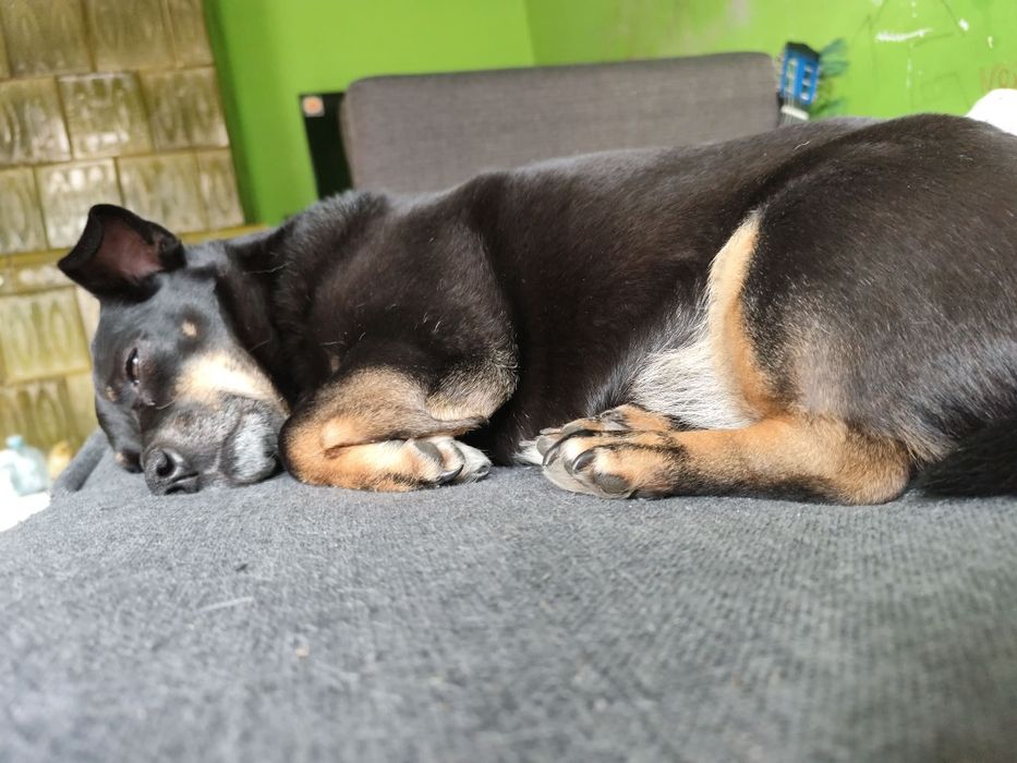 Oddam psa w dobre ręce