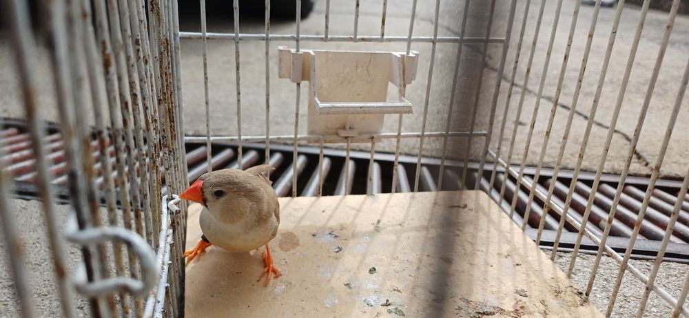 Mandarins gigantes  2025