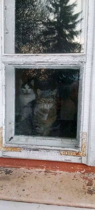 Daj dom tymczasowy, PILNE