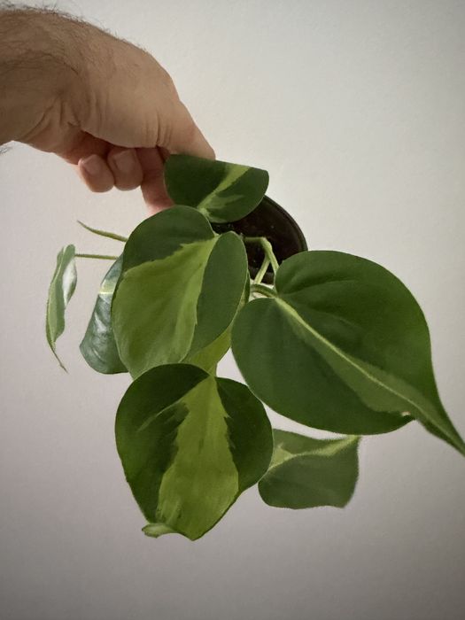 Epidendrum Floribundum425382109480888325
