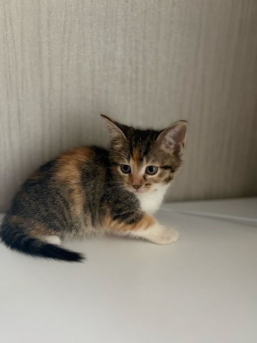 Віддам кошенят у добрі руки