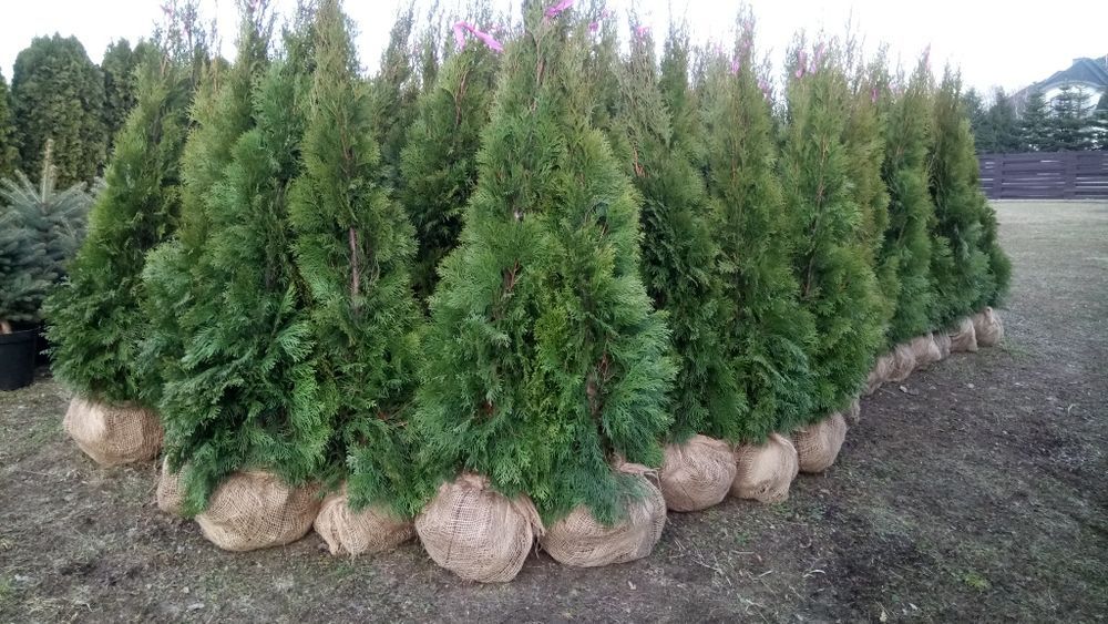 Tuja,thuja,tuje, thuje szmaragd140- 150cm