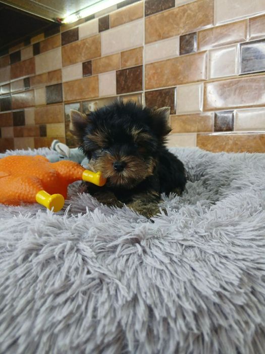 Сказочной красоты мини йорик