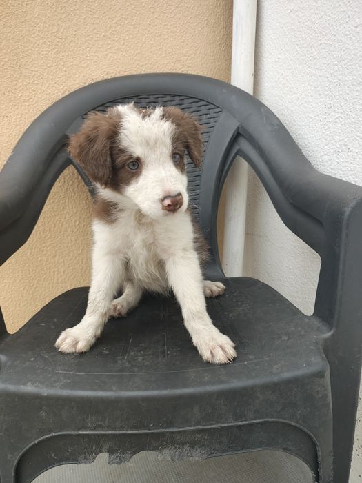 Border collie fêmea chocolate olhos verdes
