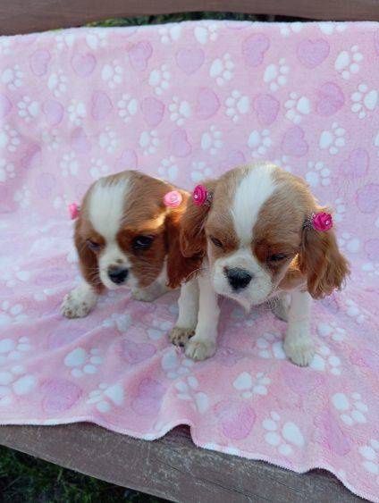 Cavalier king charles spaniel- śliczna suczka