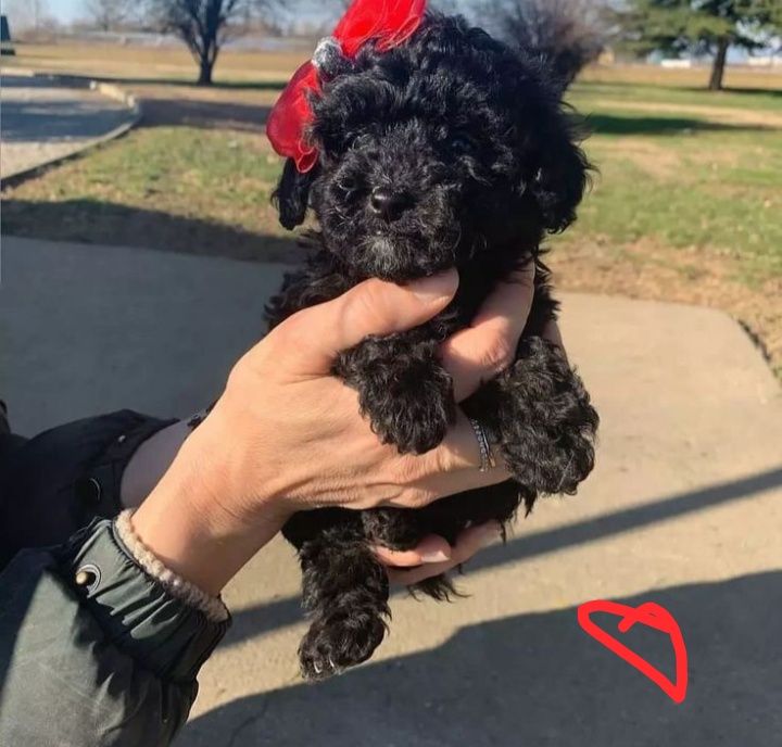 Краса! Принци та принцеси ночі