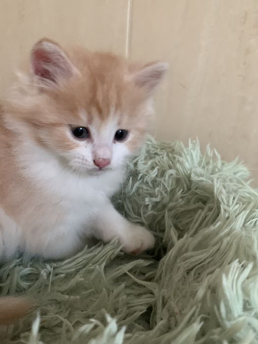 Кошеня (котик)шукає добрих і відповідальних  господарів