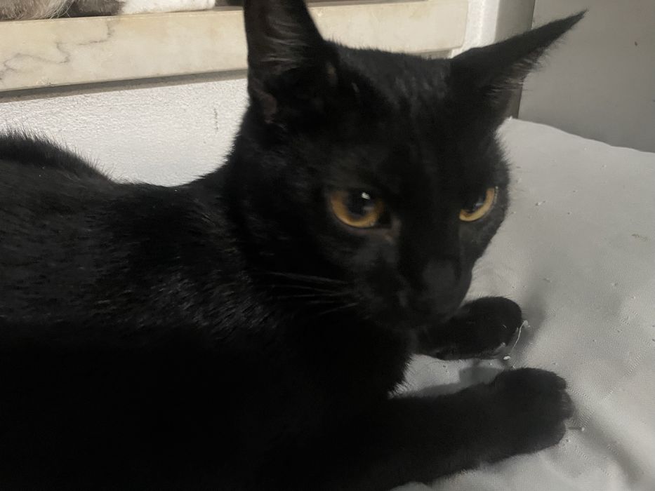 Gatinhos para adocao Fernao Ferro/Seixal