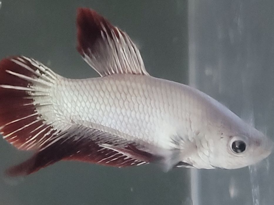 Casal de Betta Red Dragon Plakat Premium à venda os mesmos das fotos
