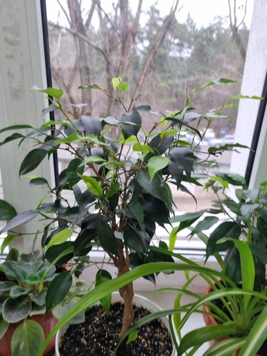 Фікус бенджаміна, качуконосний плющ,