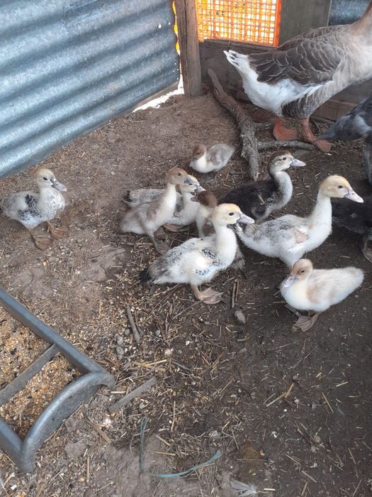 Patos mudos jovens