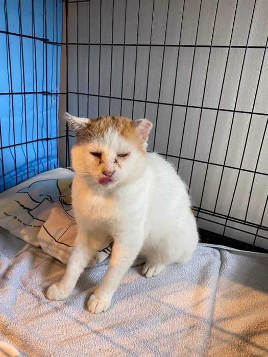 Kot Sasza szuka domu na jesień życia