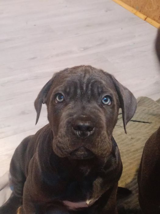 Cane corso Italiano suczka paszport UE