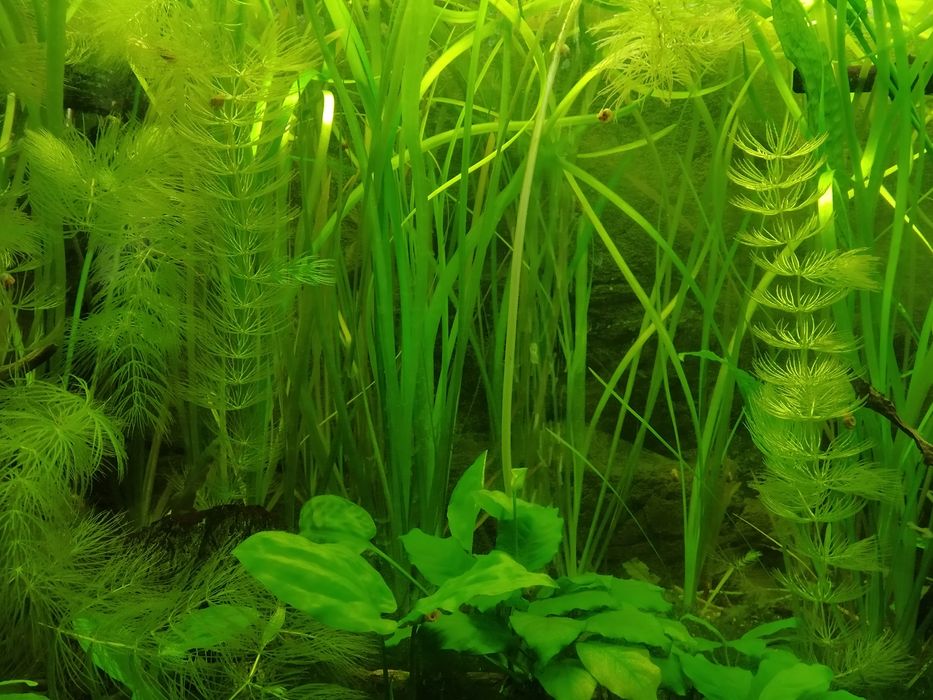 Limnofilia  wyprzedaż rośliny do akwarium akwariowe z przycinki