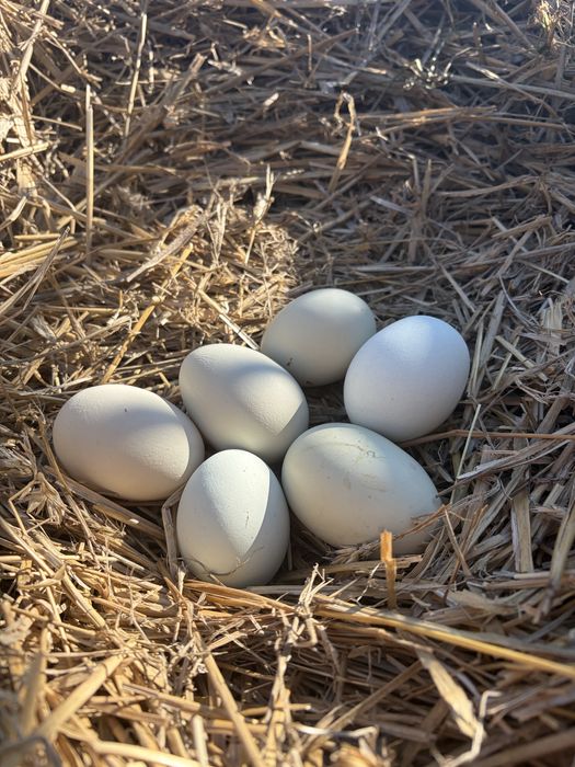 sprzedam jaja legowe