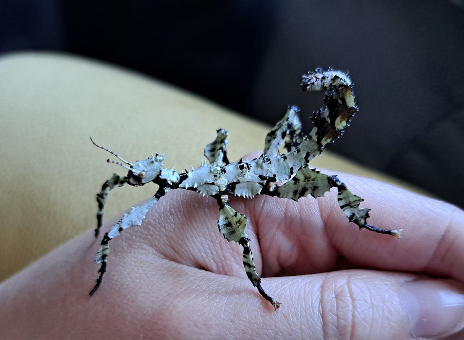Straszyk australijski / Extatosoma tiaratum