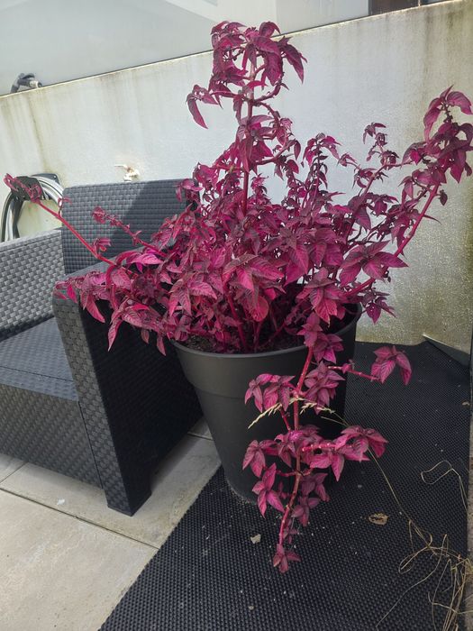 2 Conjuntos decorativos premium –  2 vasos modernos com plantas fúcsia vibrantes