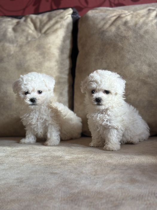 Бишон Фризе собачки