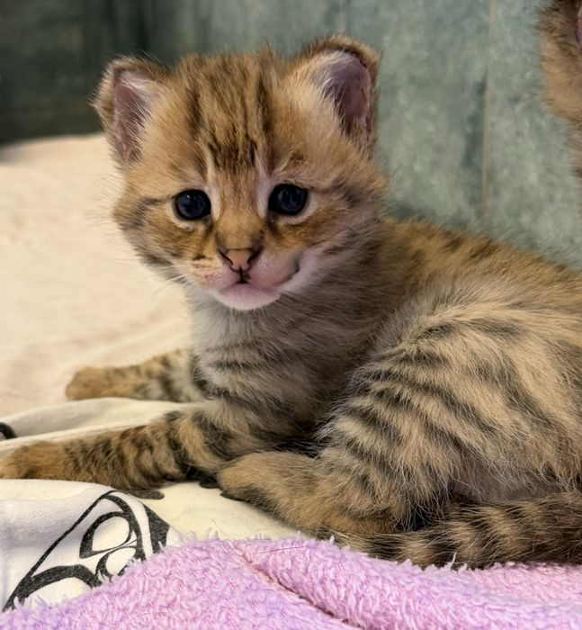 Саванна ф 1 котенок огромный