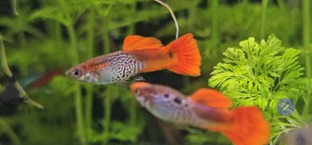 Gupik Red  Koi Albinos Para Selekcja Rybki Akwariowe