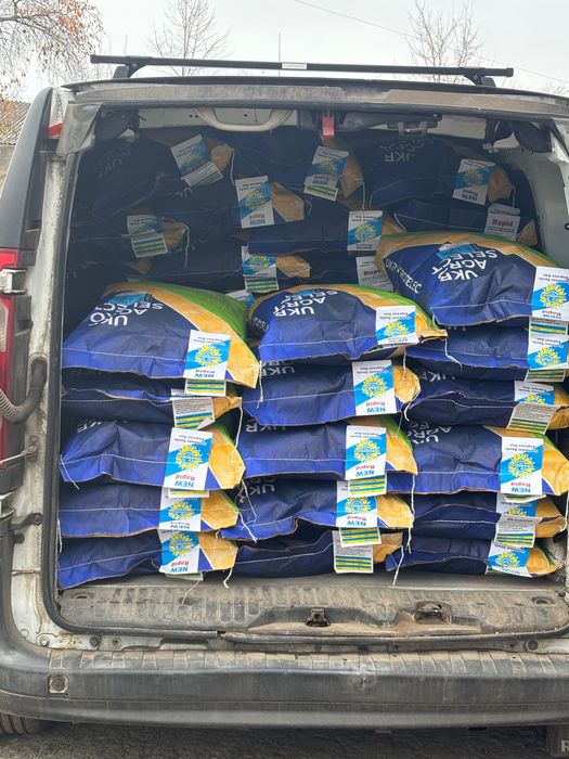 Гібрид соняшника Рапід