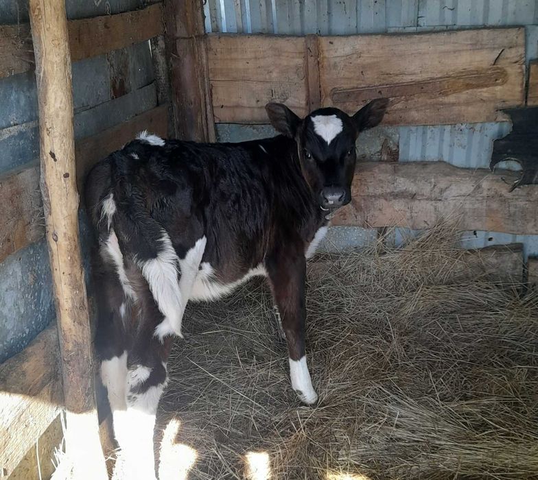 Продам корову ,теленка