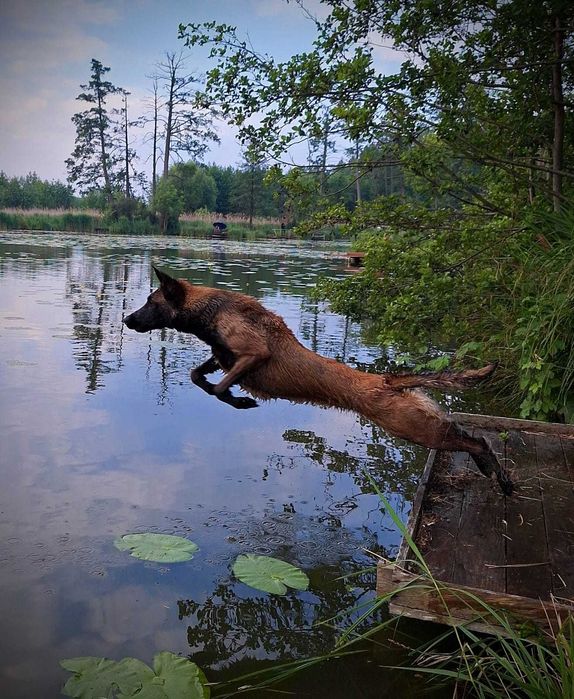 Szczenięta owczarka belgijskiego - Belgian Shepherd Malinois