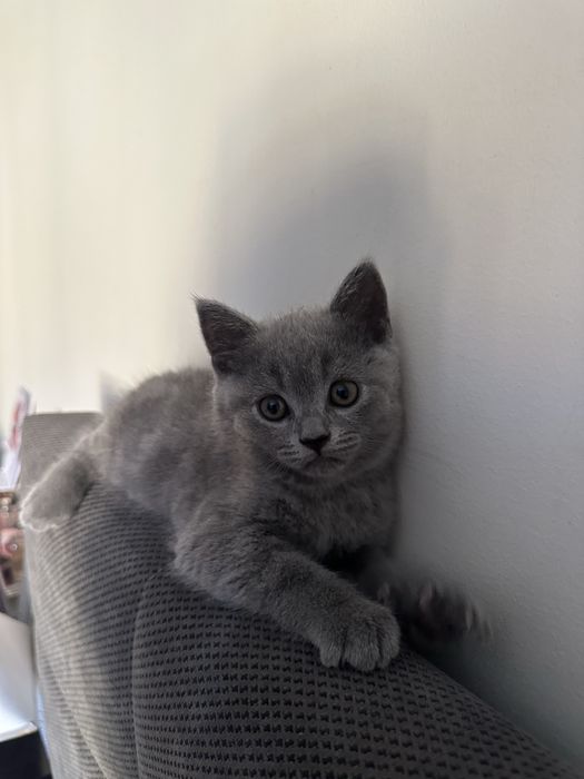 gatinho british fold