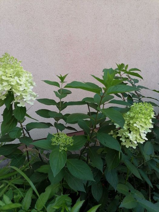 Hortensja bukietowa Diamontino. Wys.65 cm